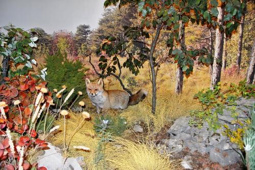  Diorama al Centro didattico naturalistico di Basovizza (Trieste) – 14/08/2015